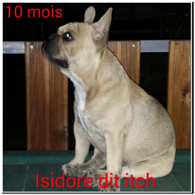 Isidore dit itch