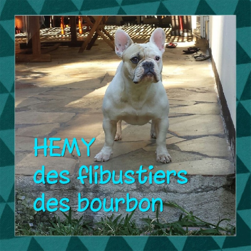 Hemy des flibustiers de bourbon